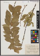 Foto von Salix syrticola Fernald